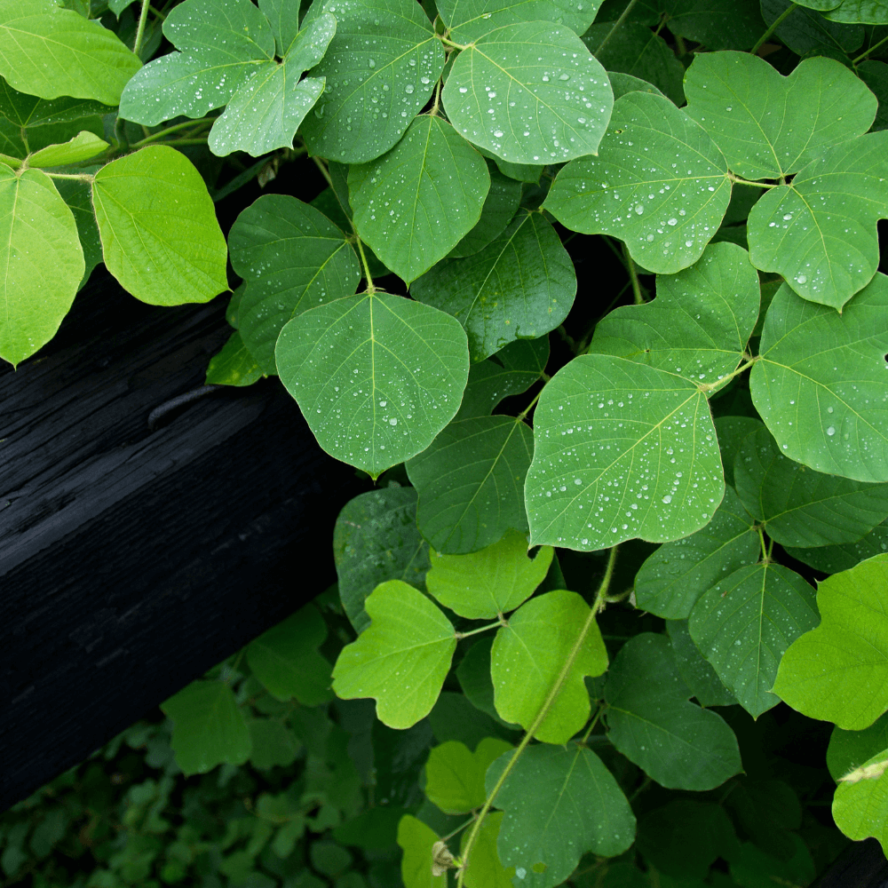 Commonly thought of as just an "invasive species" or "weed" kudzu root actually has many health benefits for consumers. Revvl Health utilizes kudzu root in its products to support healthy immune function, hormone balance, and more. 